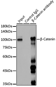 Anti-beta Catenin Rabbit pAb