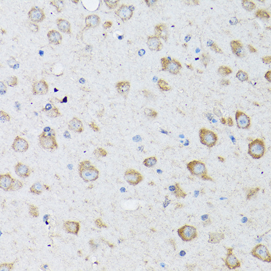 Anti-LC3B Rabbit pAb