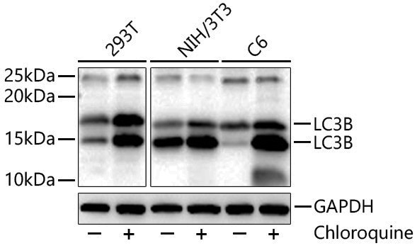 Anti-LC3B Rabbit pAb