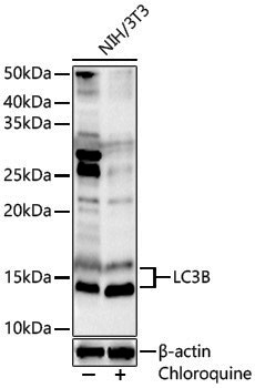 Anti-LC3B Rabbit pAb