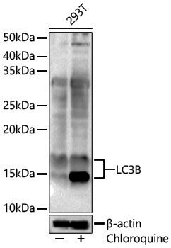 Anti-LC3B Rabbit pAb