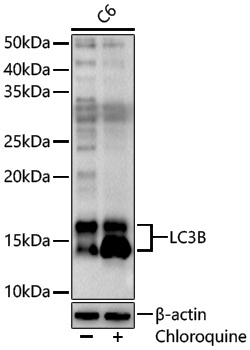 Anti-LC3B Rabbit pAb