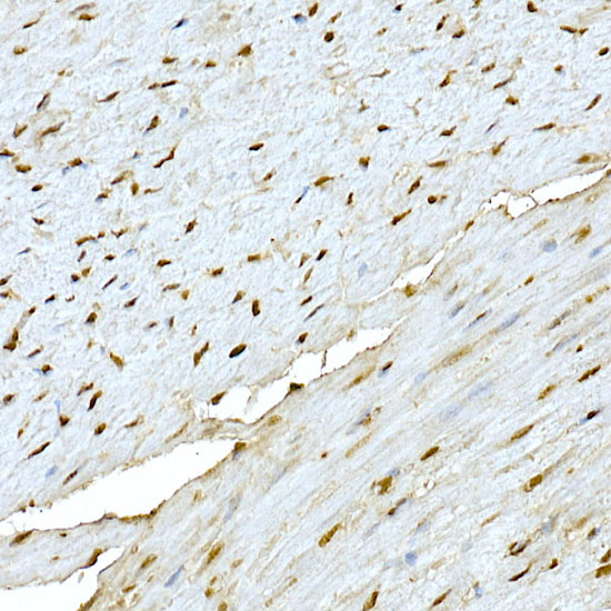 Anti-AKT1 Rabbit pAb