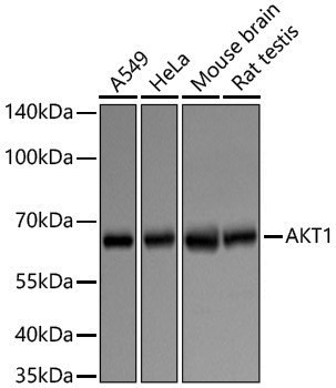 Anti-AKT1 Rabbit pAb