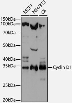 Anti-Cyclin D1 Rabbit pAb