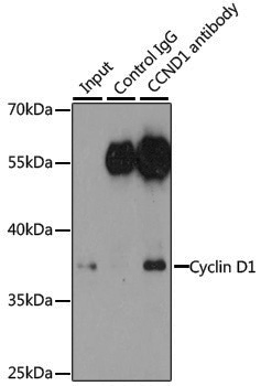 Anti-Cyclin D1 Rabbit pAb