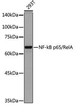 Anti-NF-KB p65 Rabbit pAb
