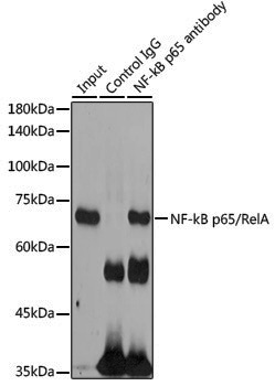 Anti-NF-KB p65 Rabbit pAb