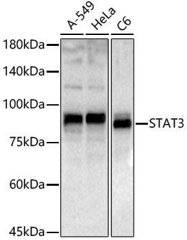 Anti-STAT3 Rabbit pAb