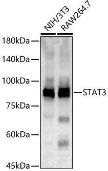 Anti-STAT3 Rabbit pAb