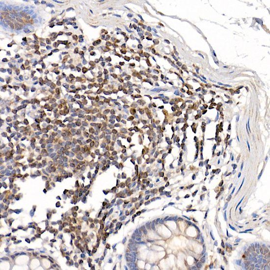 Anti-BCL2 Rabbit pAb