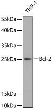 Anti-BCL2 Rabbit pAb