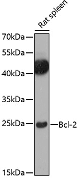 Anti-BCL2 Rabbit pAb