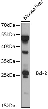 Anti-BCL2 Rabbit pAb