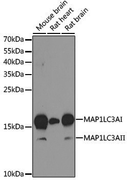 Anti-LC3A Rabbit pAb