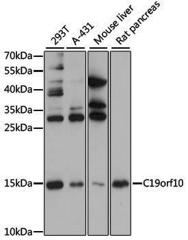 Anti-MYDGF/C19orf10 Rabbit pAb