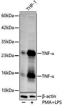 Anti-TNF alpha Rabbit pAb