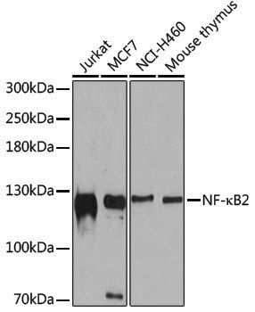 Anti-NF-KB p100 Rabbit pAb