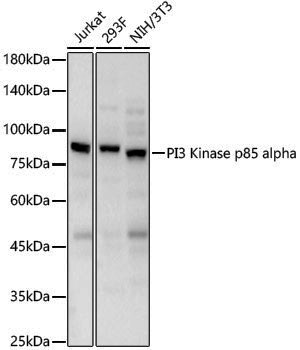 Anti-PI3 Kinase p85 alpha Rabbit pAb