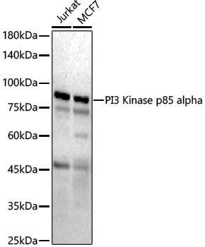 Anti-PI3 Kinase p85 alpha Rabbit pAb