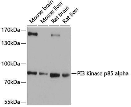 Anti-PI3 Kinase p85 alpha Rabbit pAb