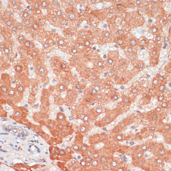 Anti-ATG5 Rabbit pAb