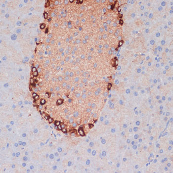 Anti-ATG5 Rabbit pAb