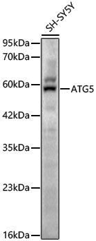 Anti-ATG5 Rabbit pAb