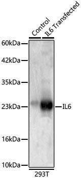 Anti-IL-6 Rabbit pAb