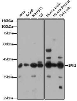 [KO Validated] Anti-ERK2 Rabbit pAb