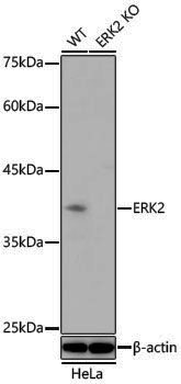 [KO Validated] Anti-ERK2 Rabbit pAb