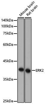 [KO Validated] Anti-ERK2 Rabbit pAb