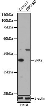 [KO Validated] Anti-ERK2 Rabbit pAb