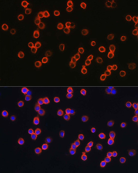 Anti-Toll-Like Receptor 4 Rabbit pAb