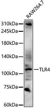 Anti-Toll-Like Receptor 4 Rabbit pAb