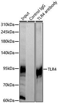 Anti-Toll-Like Receptor 4 Rabbit pAb