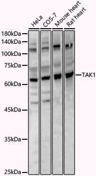 Anti-TAK1 Rabbit pAb