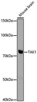 Anti-TAK1 Rabbit pAb
