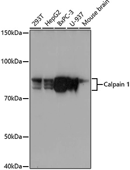 Anti-CAPN1 Rabbit pAb