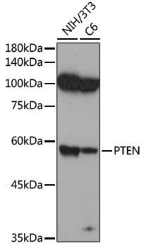 Anti-PTEN Rabbit pAb