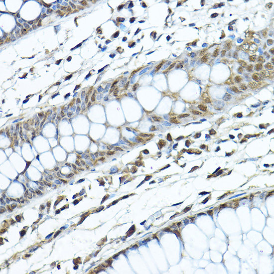 Anti-SIRT1 Rabbit pAb