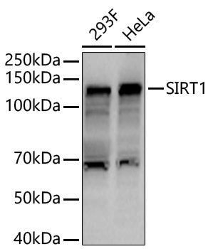 Anti-SIRT1 Rabbit pAb