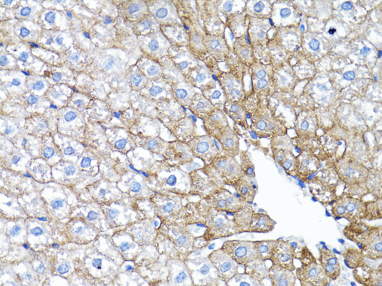 Anti-EGFR Rabbit pAb