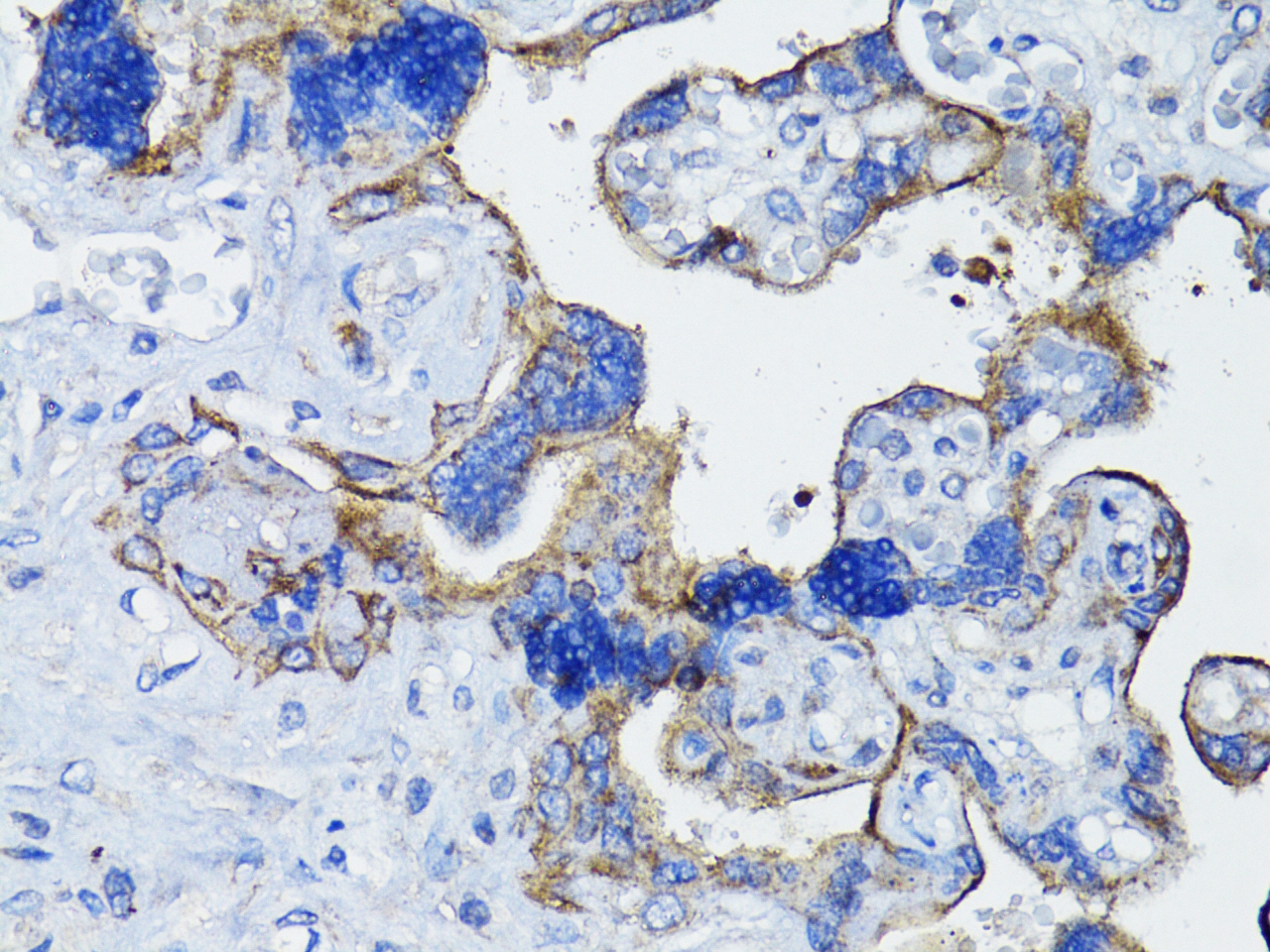 Anti-EGFR Rabbit pAb