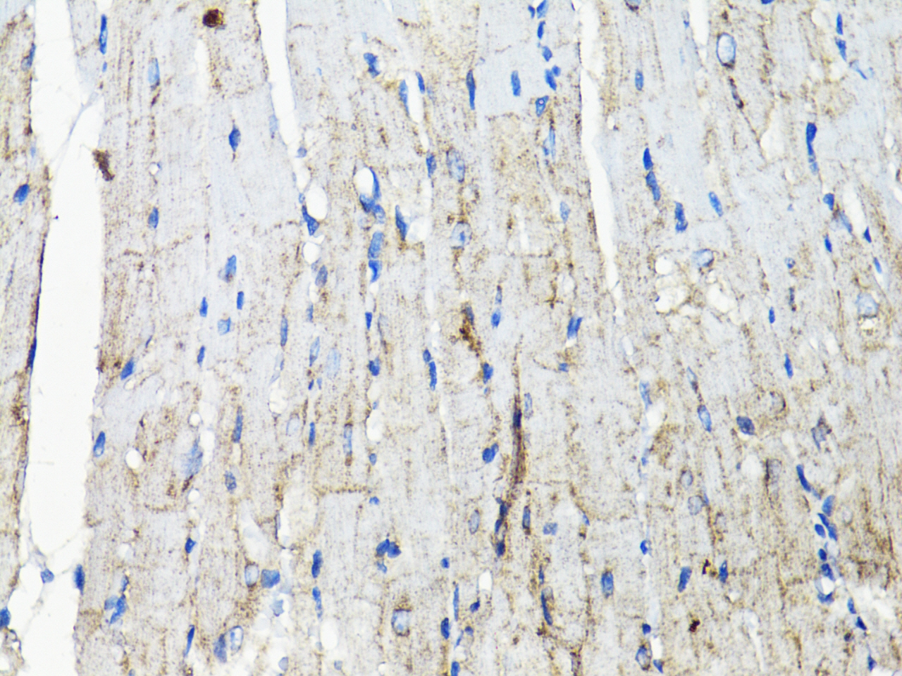 Anti-EGFR Rabbit pAb