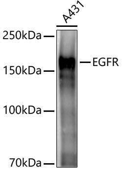 Anti-EGFR Rabbit pAb