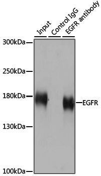 Anti-EGFR Rabbit pAb