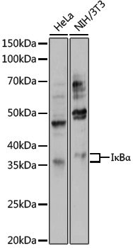 Anti-IKB alpha Rabbit pAb
