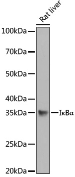 Anti-IKB alpha Rabbit pAb