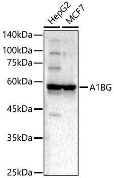 Anti-A1BG Rabbit pAb